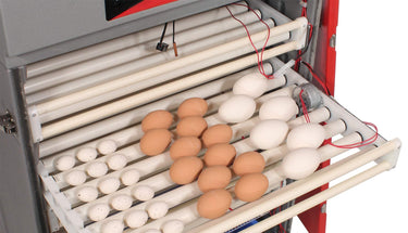 Cabinet Incubator